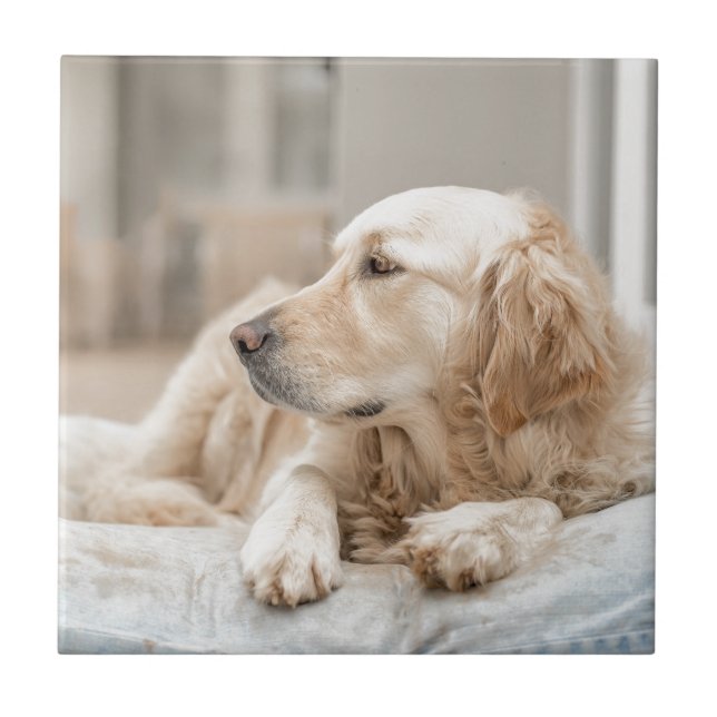 34137641_xxl ceramic tile (Front)