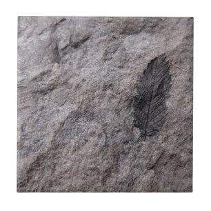 350 Million Yr. Old Plant Fossil Decorative Tile