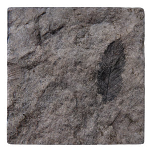 350 Million Yr. Old Plant Fossil Designed Trivet