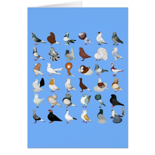 36 Pigeon Breeds