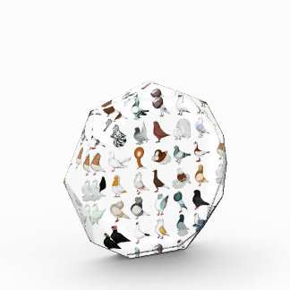 36 Pigeon Breeds Award