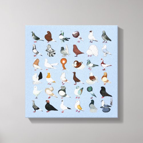 36 Pigeon Breeds Canvas Print