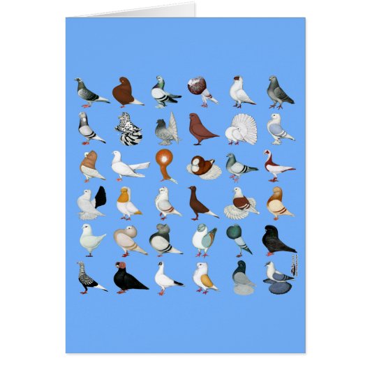 36 Pigeon Breeds Cards (Front)