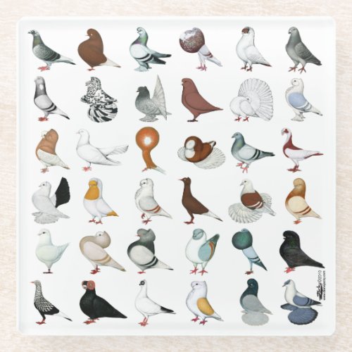 36 Pigeon Breeds Glass Coaster