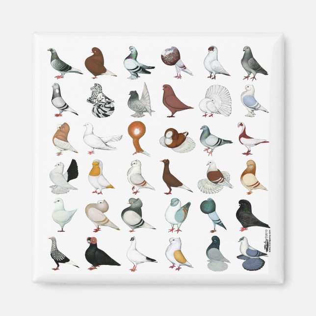 36 Pigeon Breeds Magnet (Front)