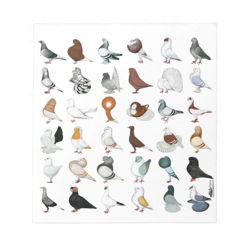 36 Pigeon Breeds Notepad