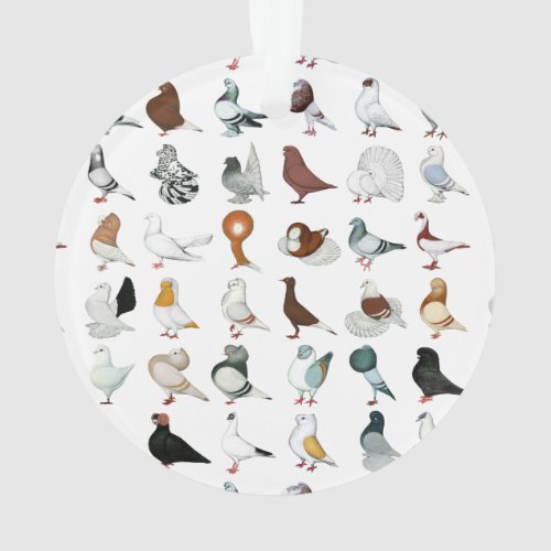 36 Pigeon Breeds Ornament