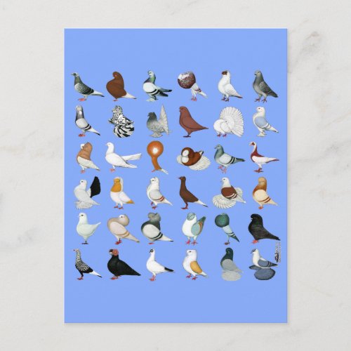 36 Pigeon Breeds Postcard