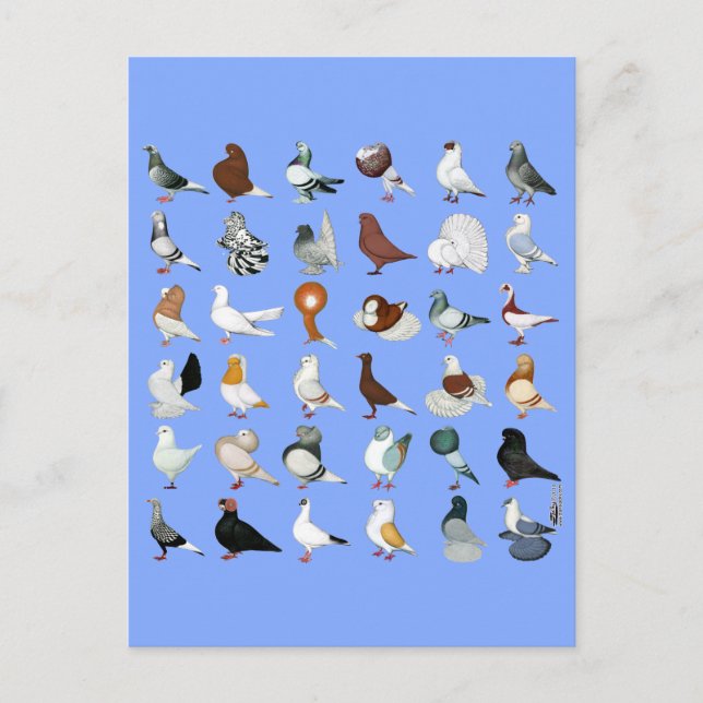 36 Pigeon Breeds Postcard (Front)