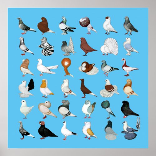36 Pigeon Breeds Poster