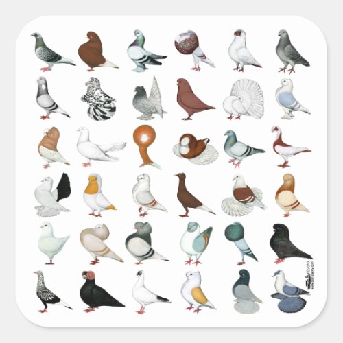 36 Pigeon Breeds Square Sticker