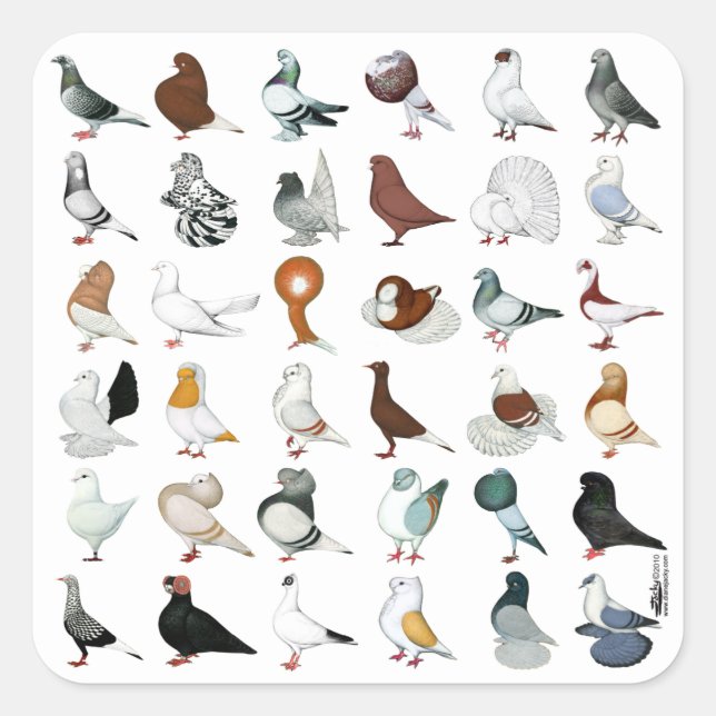 36 Pigeon Breeds Square Sticker (Front)