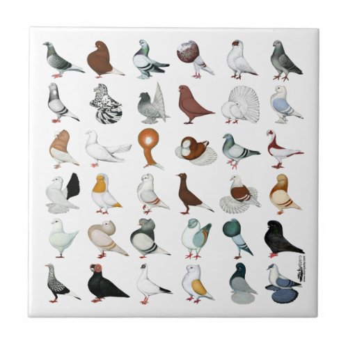 36 Pigeon Breeds Tile