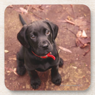 36 Week Old Black Lab Drink Coaster