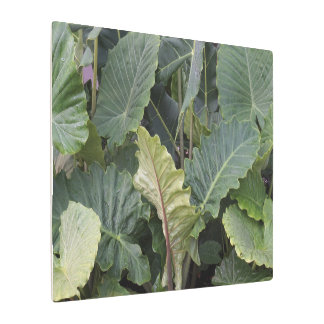 36"x24" Alocasia Leaves Metal Print