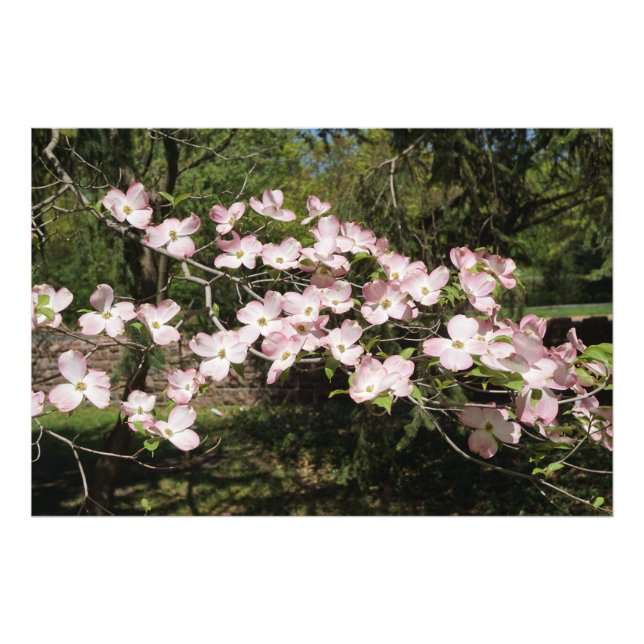 36"x24" Pink Dogwood Photo Print (Front)