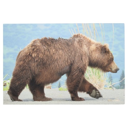 36x 24 Metal Wall Art of grizzly bear