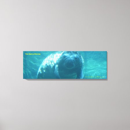 36x12x1.5 Gentle Manatee Wrapped Canvas Photo