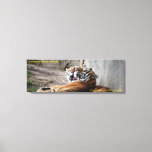 36x12x1.5 Wrapped Canvas Amur Tigers at Zazzle