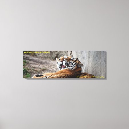 36x12x1.5 Wrapped Canvas Amur Tigers
