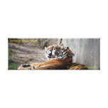 36x12x1.5 Wrapped Canvas Amur Tigers at Zazzle