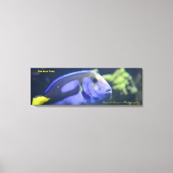 36x12x1.5 Wrapped Canvas Photo Blue Tang by dbrown0310 at Zazzle