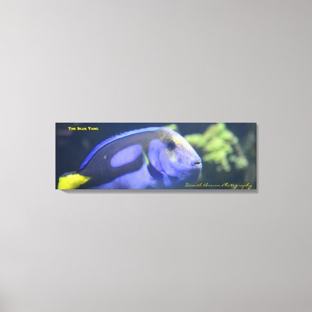 36x12x1.5 Wrapped Canvas Photo Blue Tang