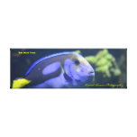 36x12x1.5 Wrapped Canvas Photo Blue Tang at Zazzle