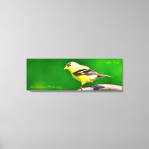 36x12x1.5 Wrapped Canvas Photo Yellow Finch