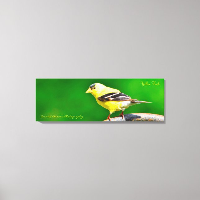 36x12x1.5 Wrapped Canvas Photo Yellow Finch Print (Front)