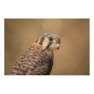 36x24 American Kestrel Wood Wall Decor