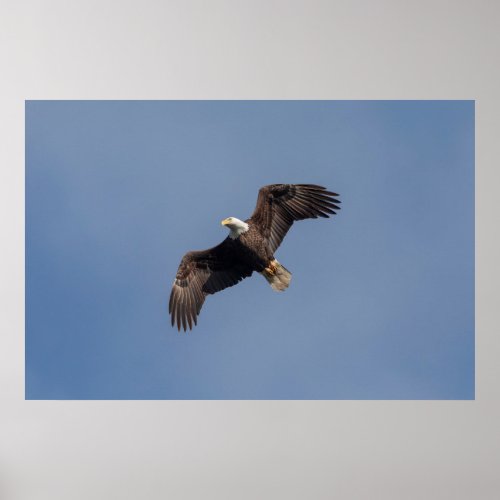 36x24 Bald Eagle in Flight Poster