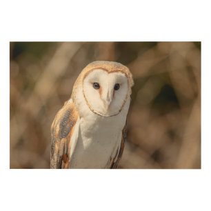 36x24 Barn Owl Wood Wall Art