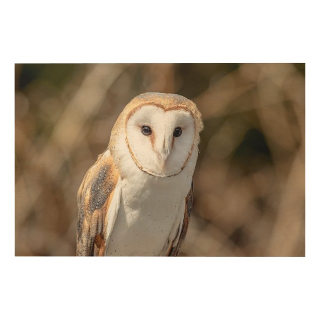 36x24 Barn Owl Wood Wall Art (Front)