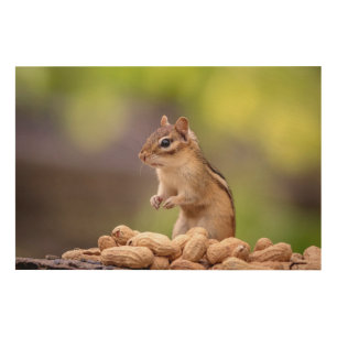 36x24 Chipmunk with peanuts Wood Wall Decor