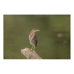 36x24 Green Heron on a log Wood Wall Art