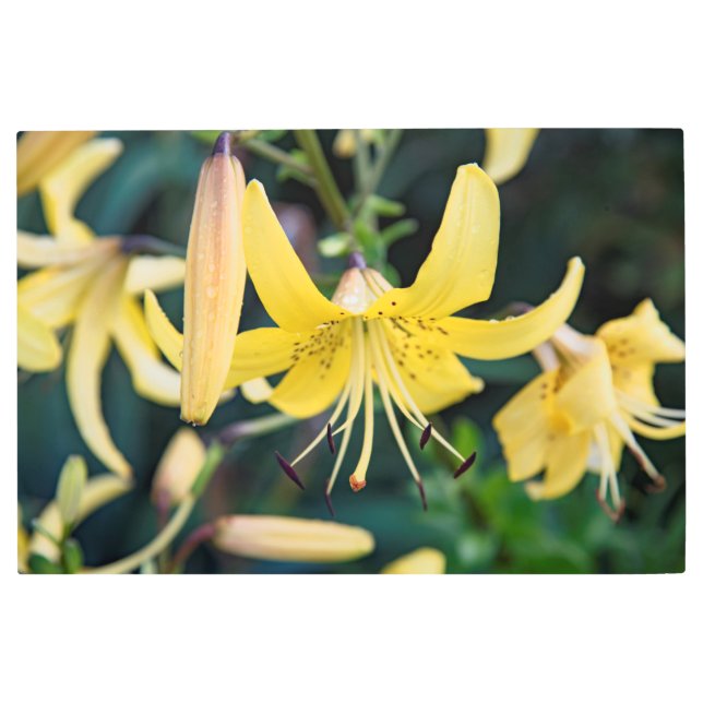 36x24 Metal Wall Art (Front)