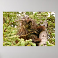 36x24 Poster Paper (Matte) of porcupine