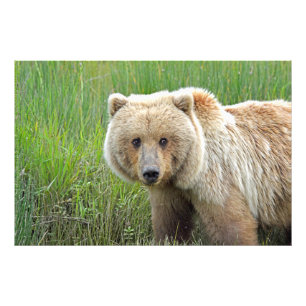36x24 Satin photo of grizzly bear