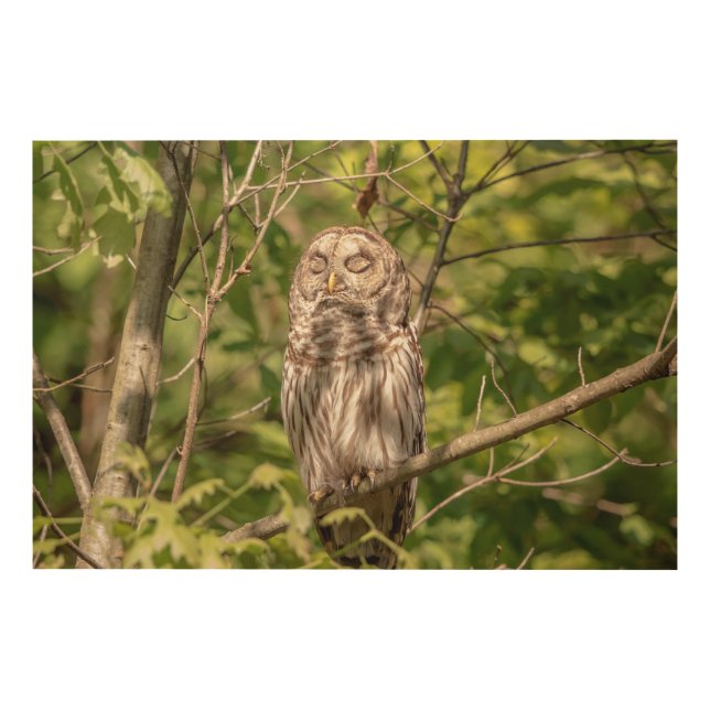 36x24 Sleepy Barred Owl Wood Wall Decor (Front)