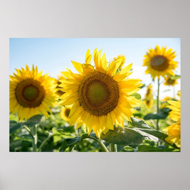 36x24 Wall Poster (Front)