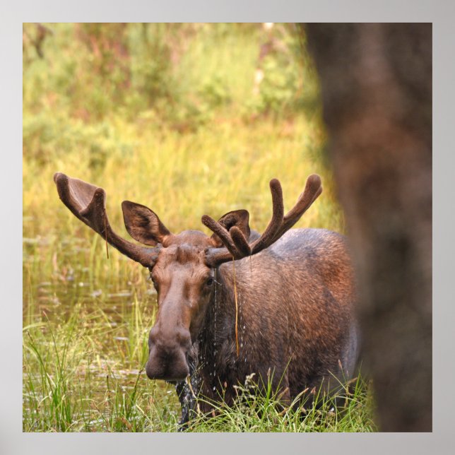 36x36 Poster Paper (Matte) of moose (Front)