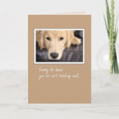 3780 Get Well, Dog Card | Zazzle