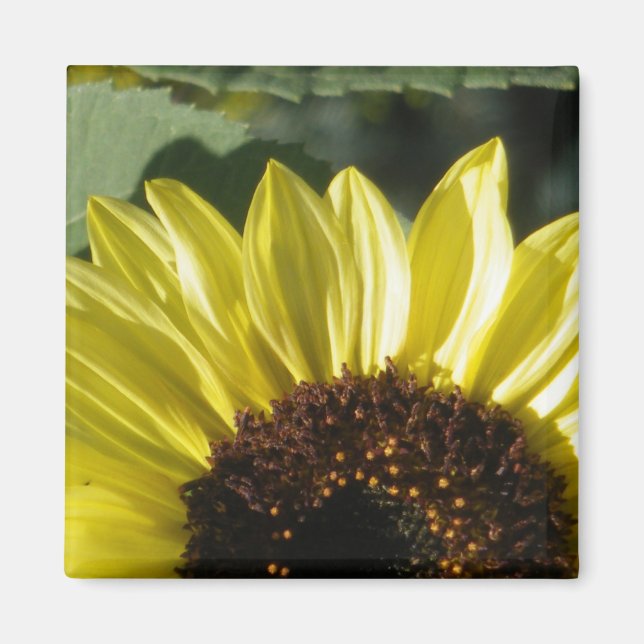 3/4 Sunflower Magnet (Front)