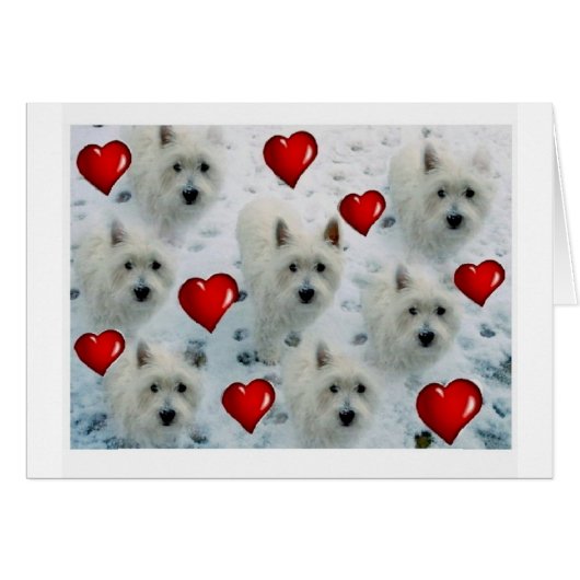 3.5 2.7 westie hearts new xvz 3.5 2.7 z.jpg (Front Horizontal)