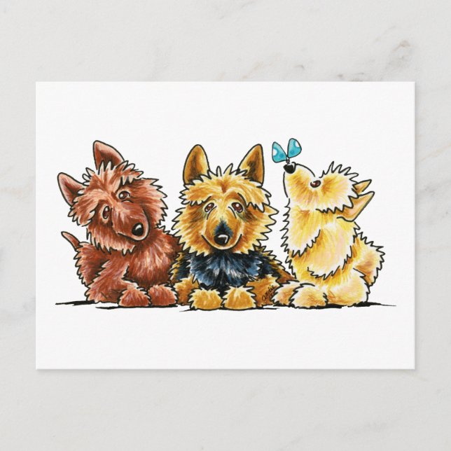 3 Australian Terriers Postcard (Front)