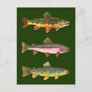 3 Beautiful Trout - Brook, Rainbow, Brown Postcard