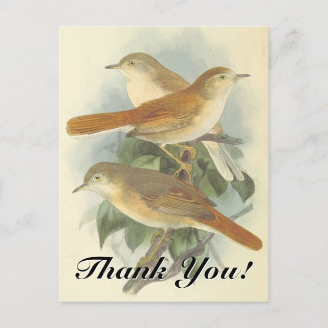 3 Birds Perched on a Branch "Thank You!" Postcard (Front)