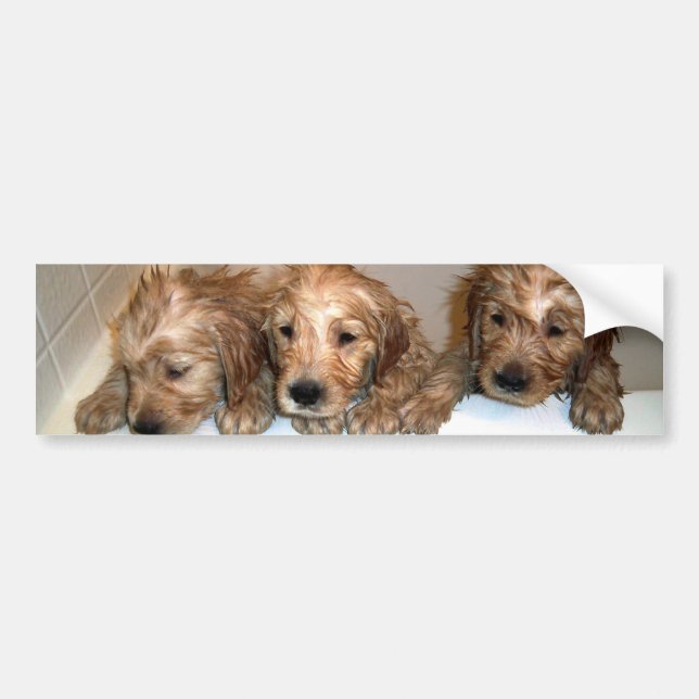 3 Boys in the Tub Bumper Sticker (Front)