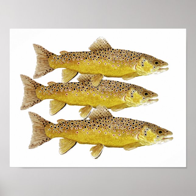 3 Brown trout Poster (Front)
